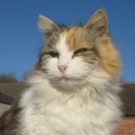 Mischa blue sky