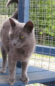 cattery july 2008 015