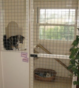 cattery pics & wild cats 005