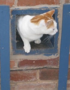 cattery pics & wild cats 015