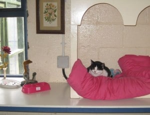 cattery pics & wild cats 021
