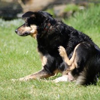 dog scratching fleas