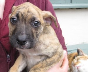 dogs - puppy 5 Dog Rescue