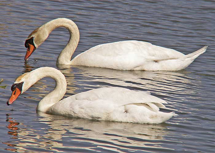 swans-lake.jpg