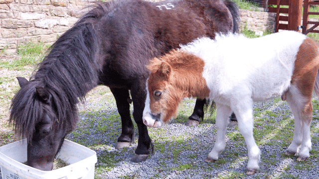 animal-welfare animal-welfare