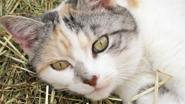 cat-adoption cat-adoption
