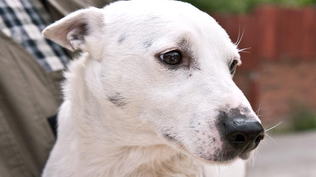 derbyshire-dog-adoption derbyshire-dog-adoption