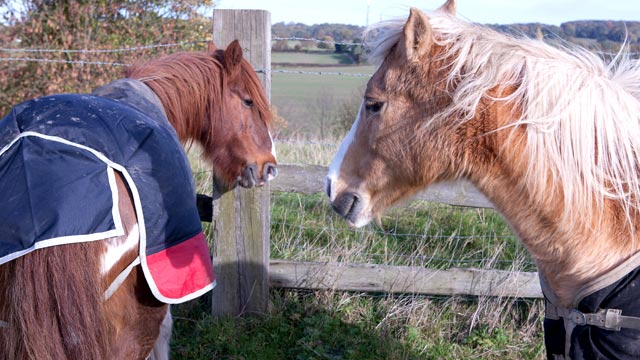 horse-rescue horse-rescue
