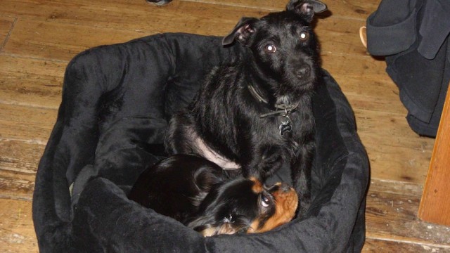 Lost Dog Beckenham