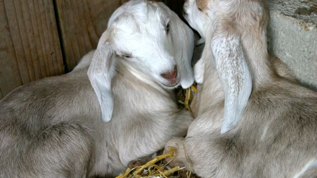 goats - kids