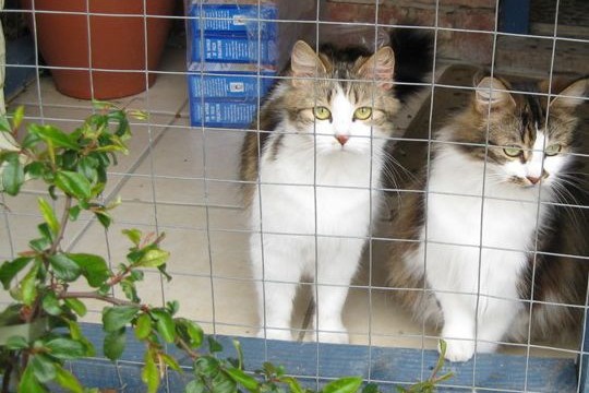 May 2008 sanctuary and kittens 005