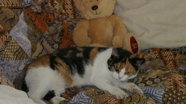 cats - tortie