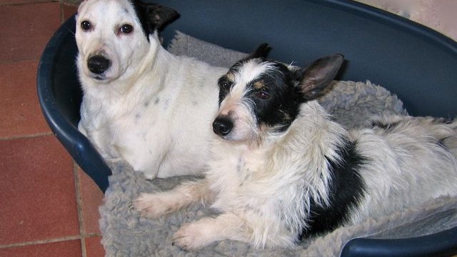 dogs - jack & nolene