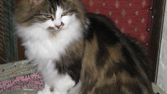 Daphne on chair