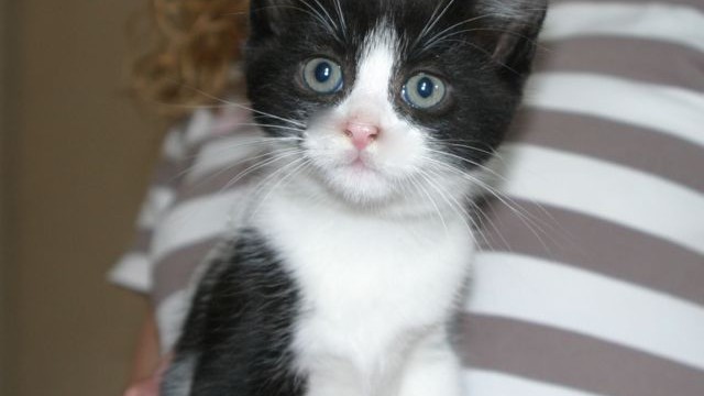 cats - kits - felix 1