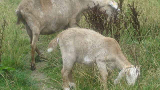 goats - kids pippin
