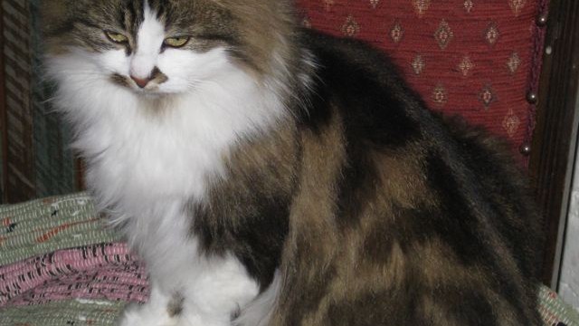 Daphne on chair 2