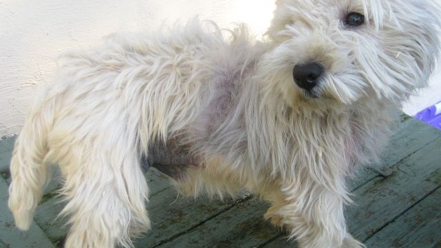 dogs - Hamish 5