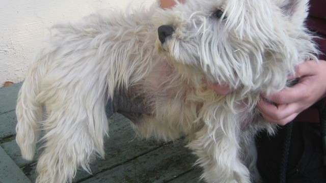 dogs - Hamish 8