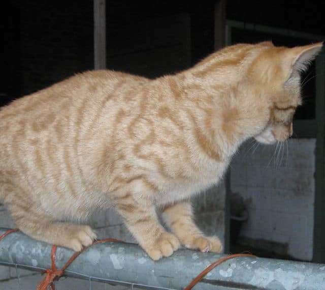 Cat balancing act Pet Samaritans