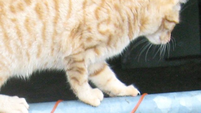 kitten - balance 7