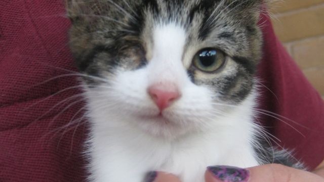 kittens - Loveday
