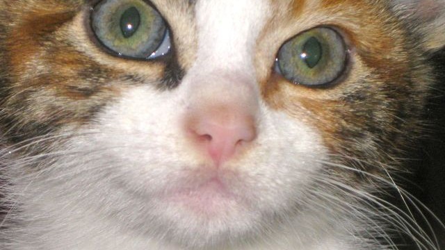 kittens - majolica 5