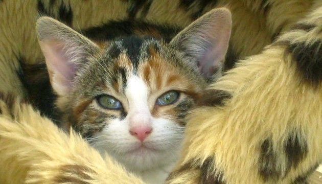 kittens - snug