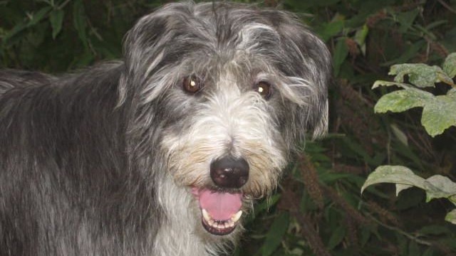 dogs - stray 30