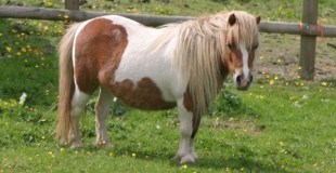 ponies - daydream ponies - daydream
