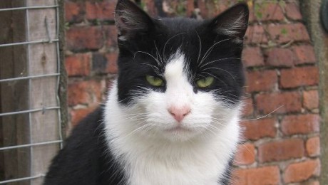 cats - alfie 2