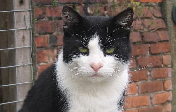 cats - alfie 2