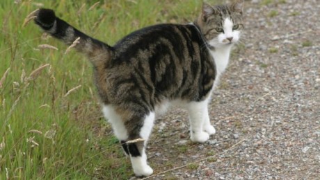 cats - myrtle 7 cats - myrtle 7