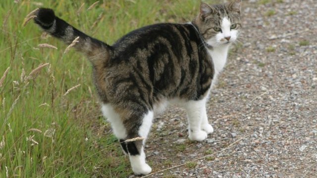 cats - myrtle 7