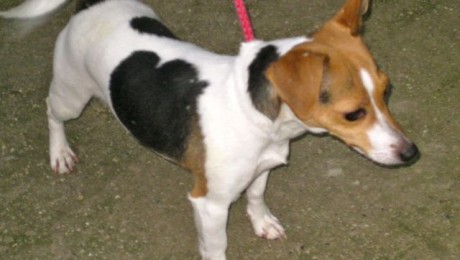 dogs - Tinkerbell dogs - Tinkerbell