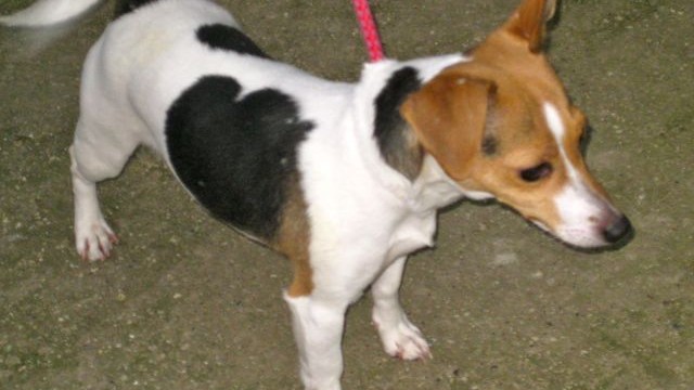 dogs - Tinkerbell