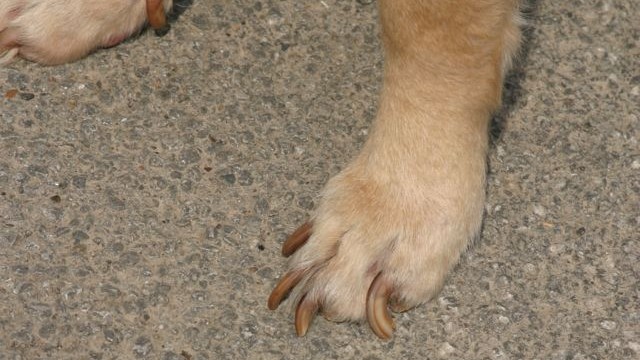 dogs - lab 2
