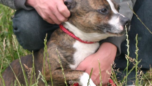 dogs - lilly 7