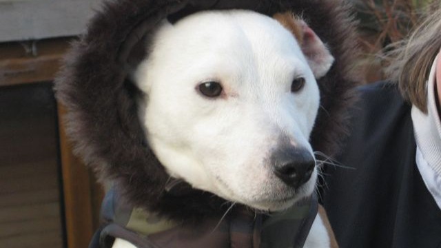 dogs - louie 3