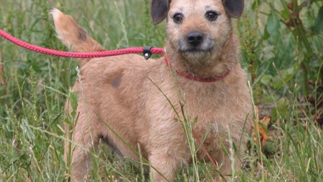 dogs - mindy 7