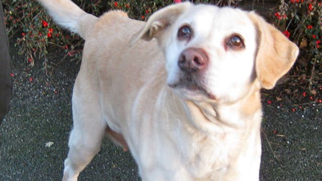 dogs - sasha 6