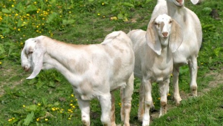 goats - belinda and kids 2