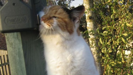 cats - bing 8