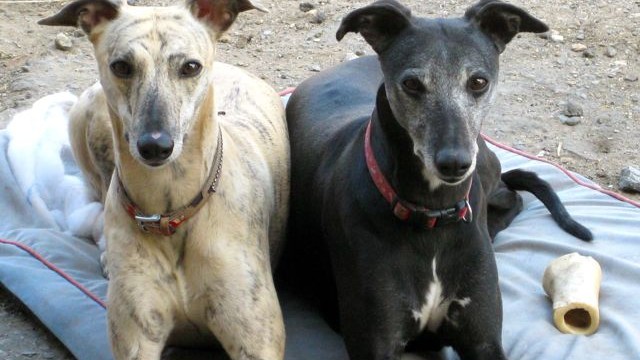 dogs - Heidi & zeta