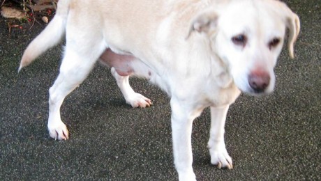 dogs - sadie 3
