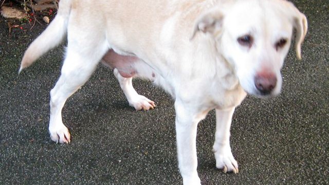 dogs - sadie 3