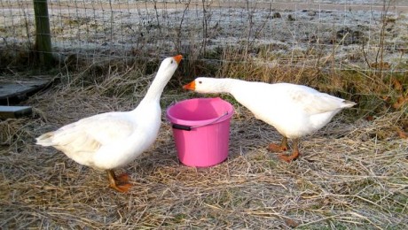 geese - 11