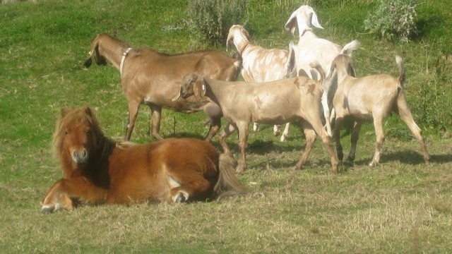 ponies - asleep 2