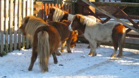 ponies in snow