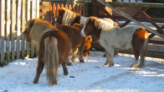 ponies in snow